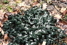 雪に守られて越冬する植物