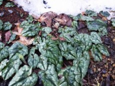 雪に守られて越冬する植物