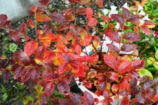 ブルーベリーの花と紅葉を楽しむ