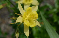 アキレギア（セイヨウオダマキ）の花