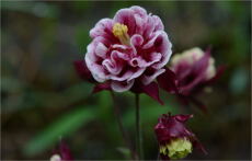 アキレギア（セイヨウオダマキ）の花