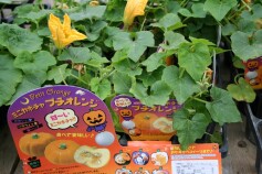 可愛くて美味しそう