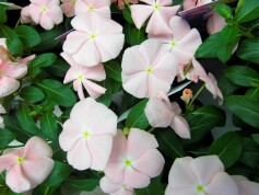 ニチニチソウ‘夏おとめ’