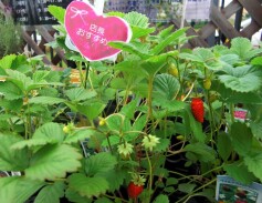 店長おすすめ！ワイルドストロベリー