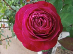 大人の‘ハイディクルムローズ’