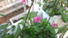 午後三時の天使！タリナム