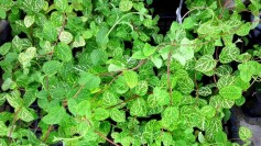 ゴールデンハニーサックル