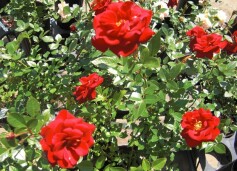 バラ‘ジョージベスト’