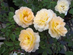 'マルクアントンシャルポンティエ’