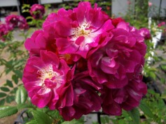 バラ‘ペレニアルブルー’