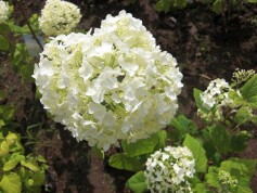 アジサイ‘アナベル’