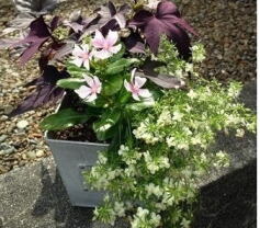 はじめての寄せ植えから