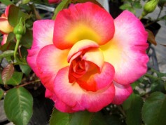 バラ‘カリフォルニアドリーミング’