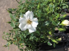 バラ入門‘ティアドロップ’