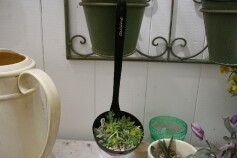 多肉のPOT