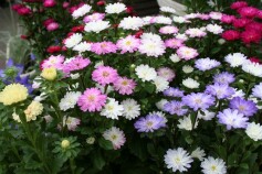 アスター