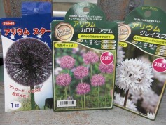 アリウム