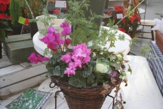 寄せ植えはいかが？