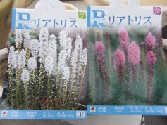 リアトリスの球根