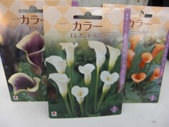 カラーの球根