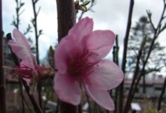 モモの花