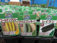 ズッキーニ