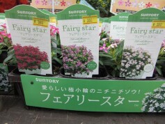 ニチニチソウ‘フェアリースター’