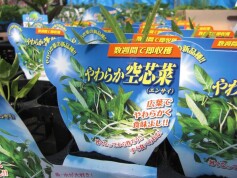 空芯菜（クウシンサイ）