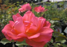 ‘ジャルダン　ドゥ　フランス’