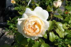 ‘チャイコフスキー’