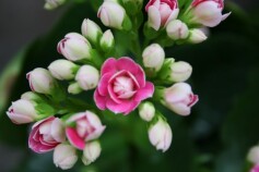 ミニ カランコエ