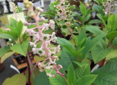 ヨウシュヤマゴボウ