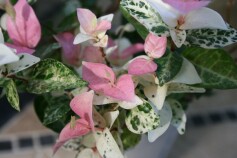 ハツユキカズラ