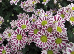 スプレーマム‘セザンヌ’