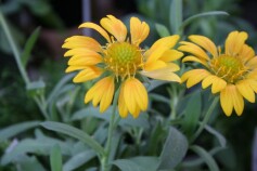 ガイラルディア