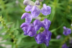 ムシャリンドウ