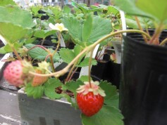 四季なりイチゴ