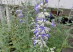 ロシアンセージ