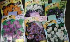 入荷のお知らせ！✩球根