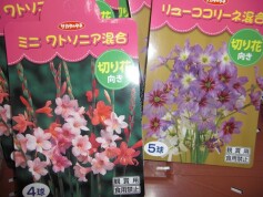 ミニワトソニアとリューココリーネの球根