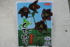 入荷のお知らせ！✩球根