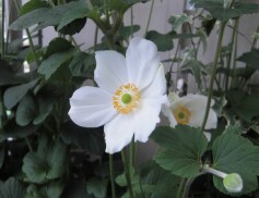 シュウメイギク