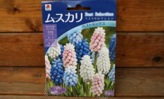 入荷のお知らせ！✩球根