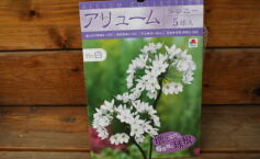 入荷のお知らせ！✩球根