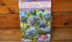 入荷のお知らせ！✩球根