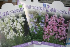 球根ツリガネソウ