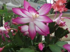 デンマークカクタス‘トーアニレ’