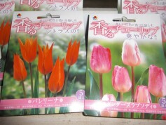 チューリップの球根　香るチューリップ