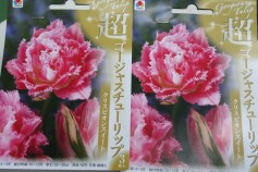 超ゴージャスチューリップ