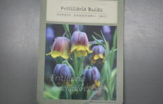 入荷のお知らせ！✩球根